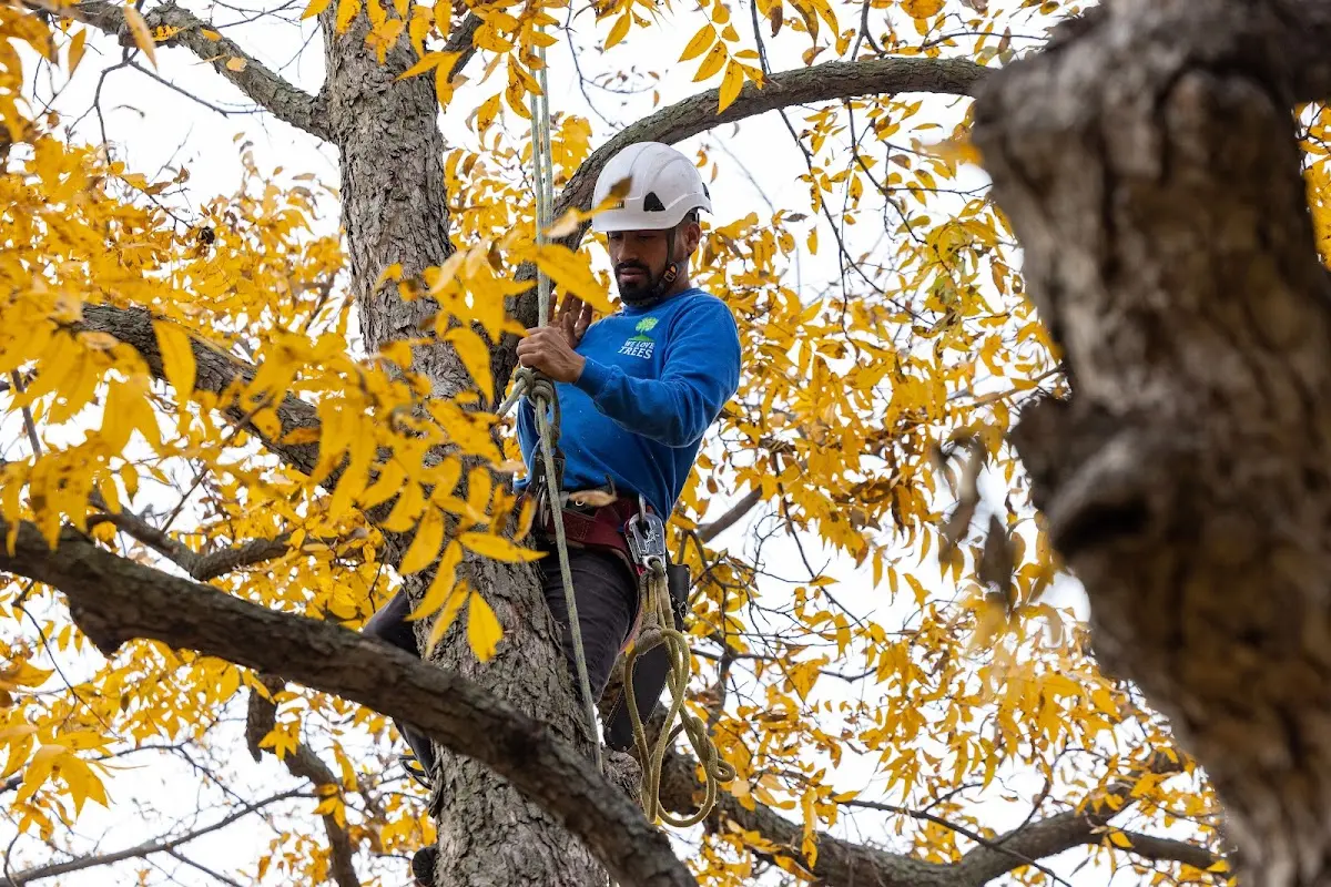Skilled Tree Planing crew working in Funston